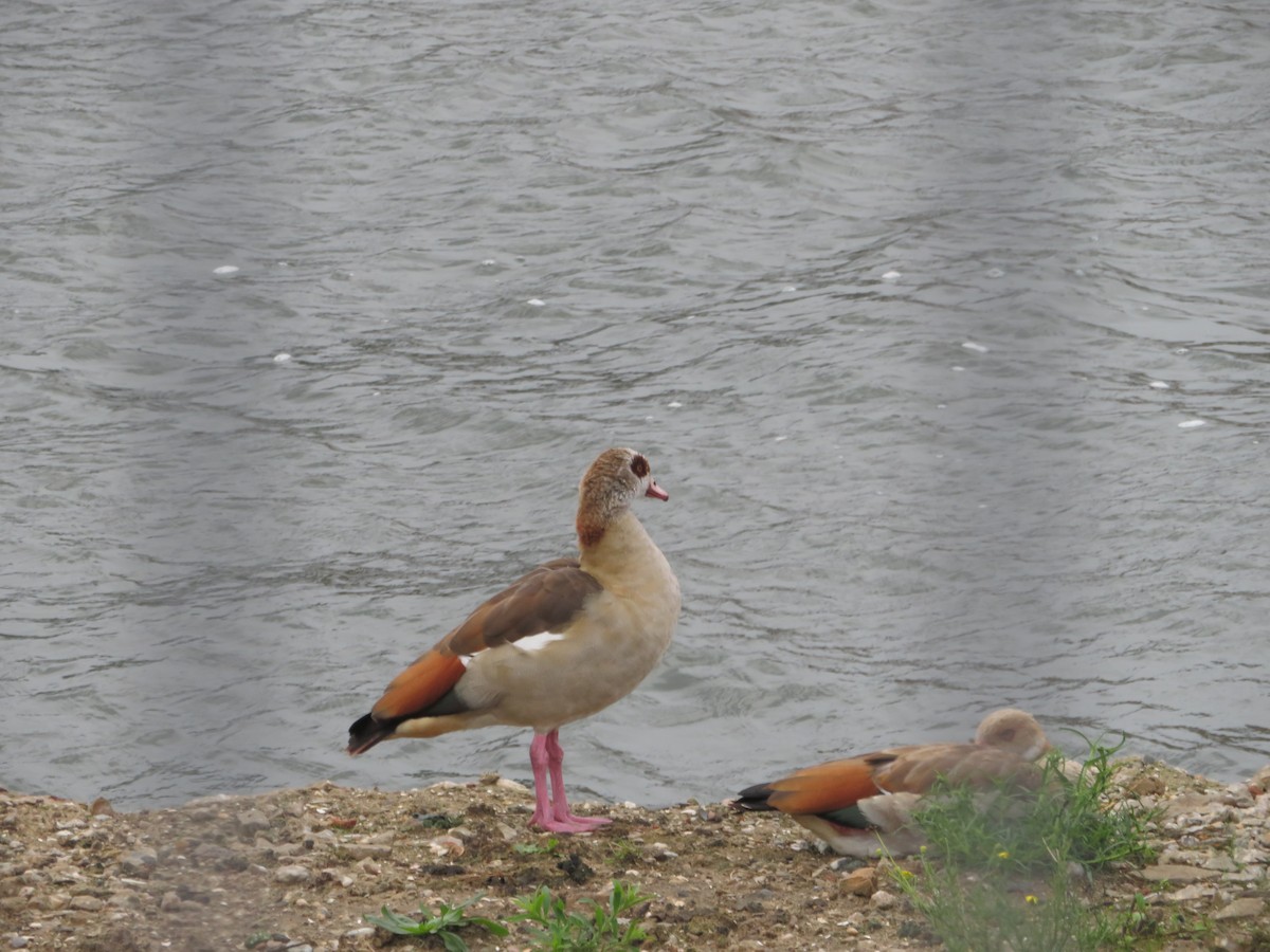 Egyptian Goose - ML644622108