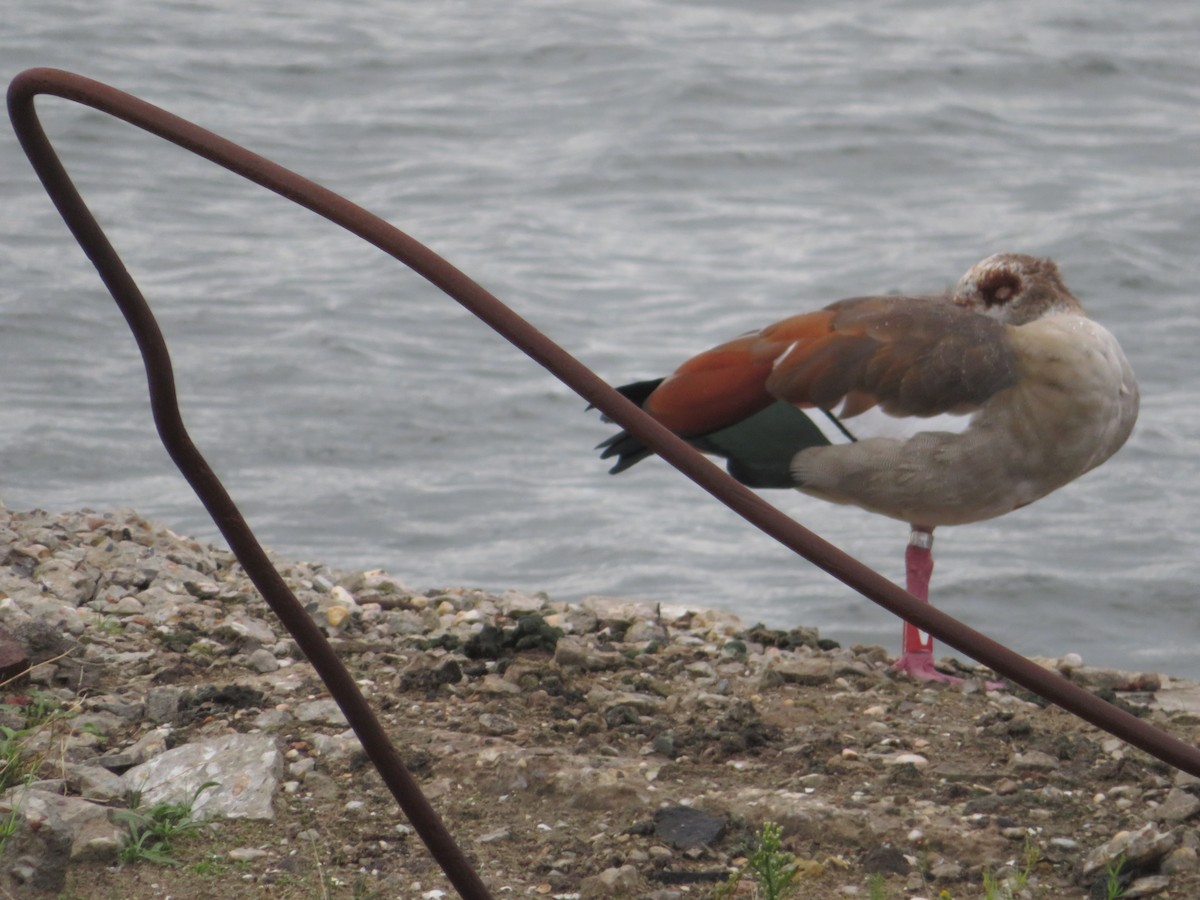 Egyptian Goose - ML644622109