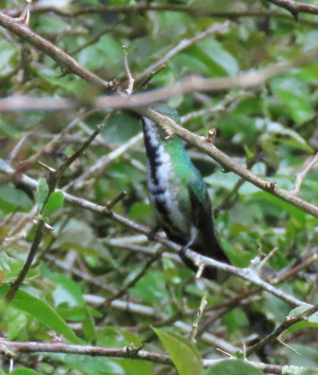 Green-breasted Mango - ML644622110