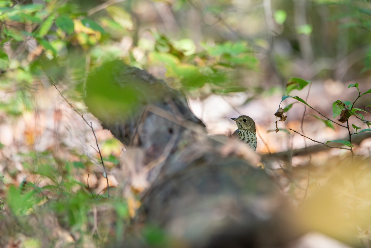 Hermit Thrush - ML644622112