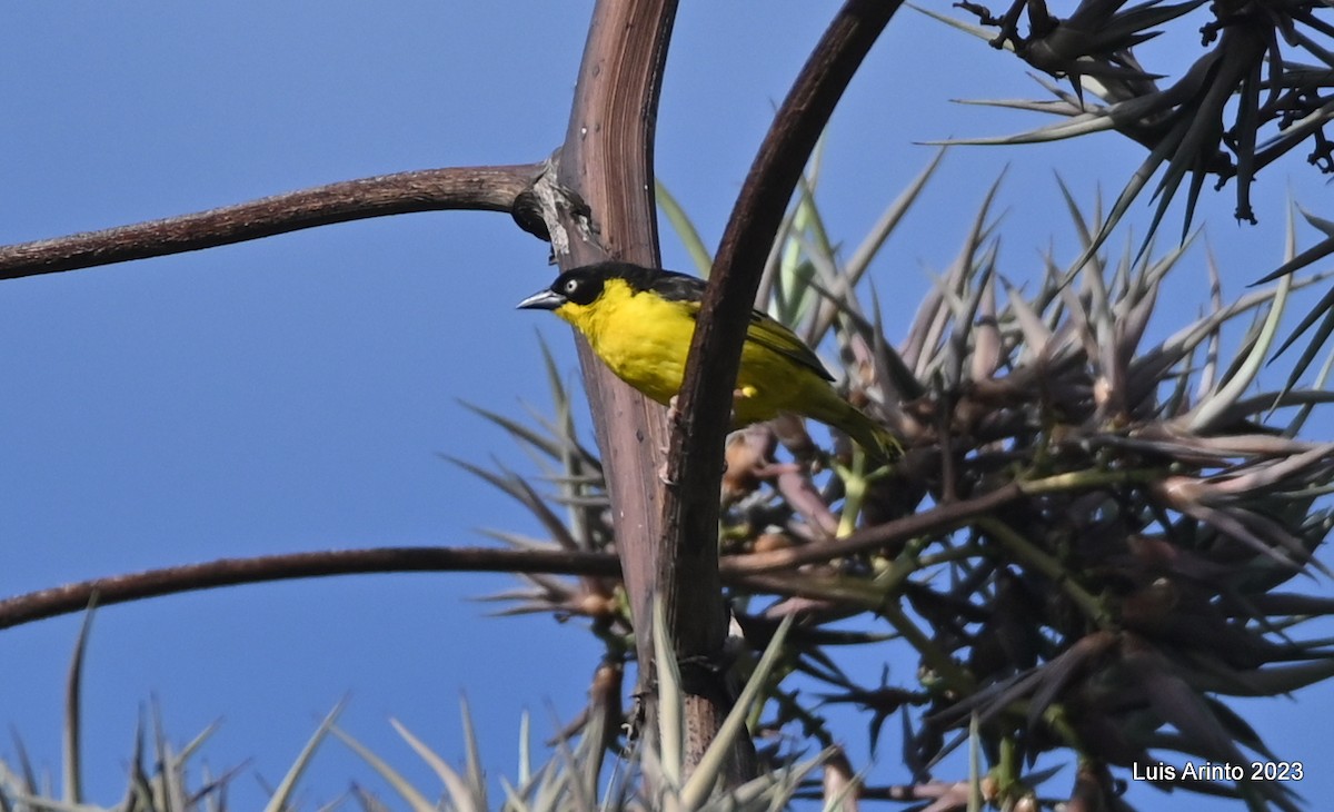 Baglafecht Weaver - ML644622113