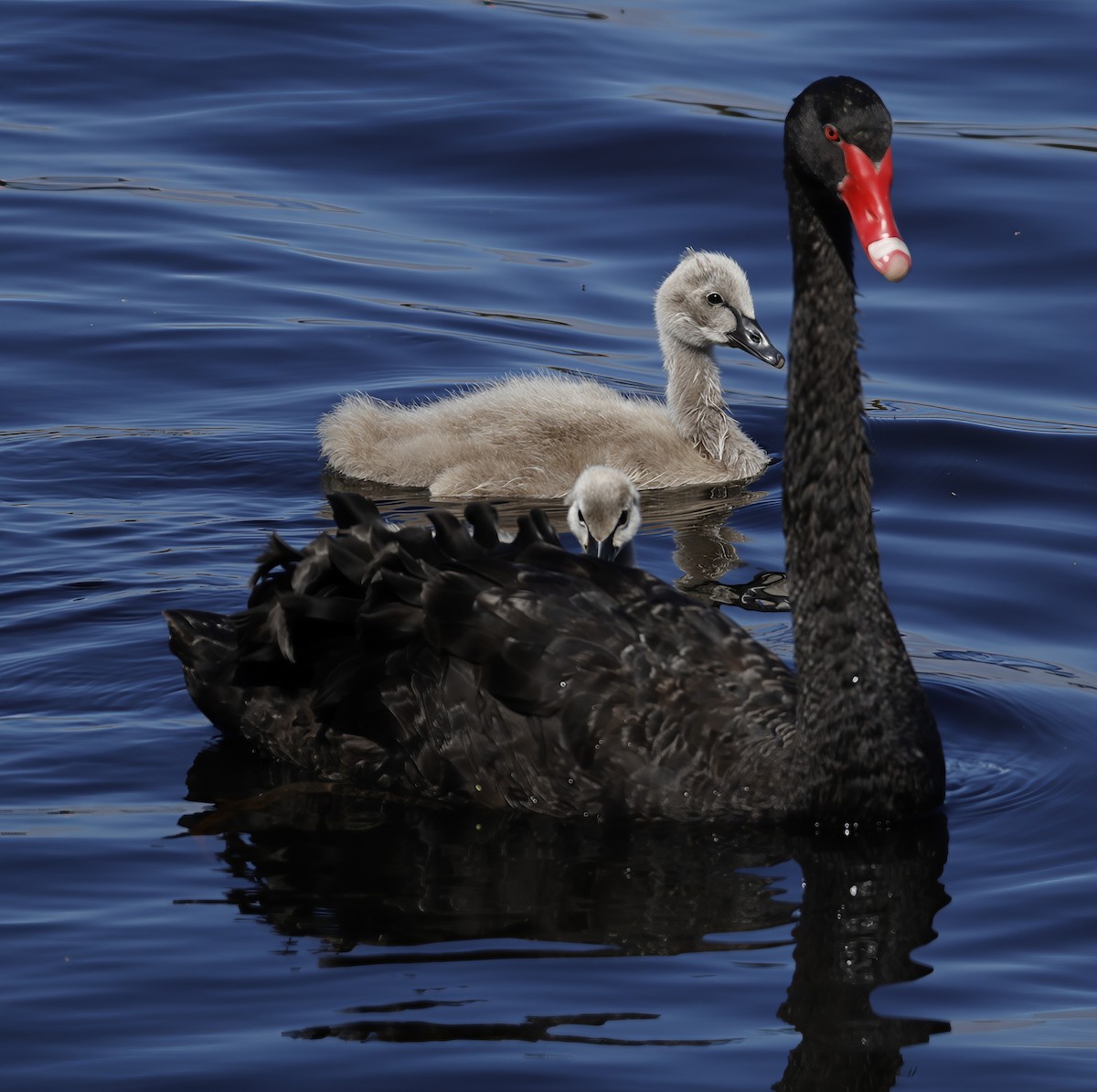 Black Swan - ML644622115
