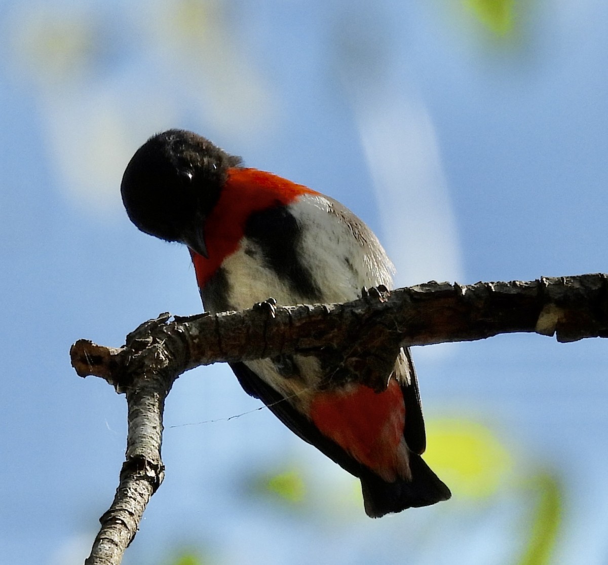 Mistletoebird - ML644622116