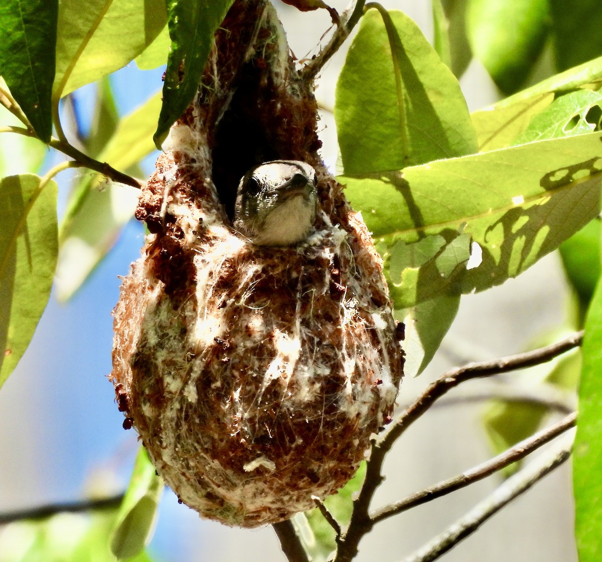 Mistletoebird - ML644622117