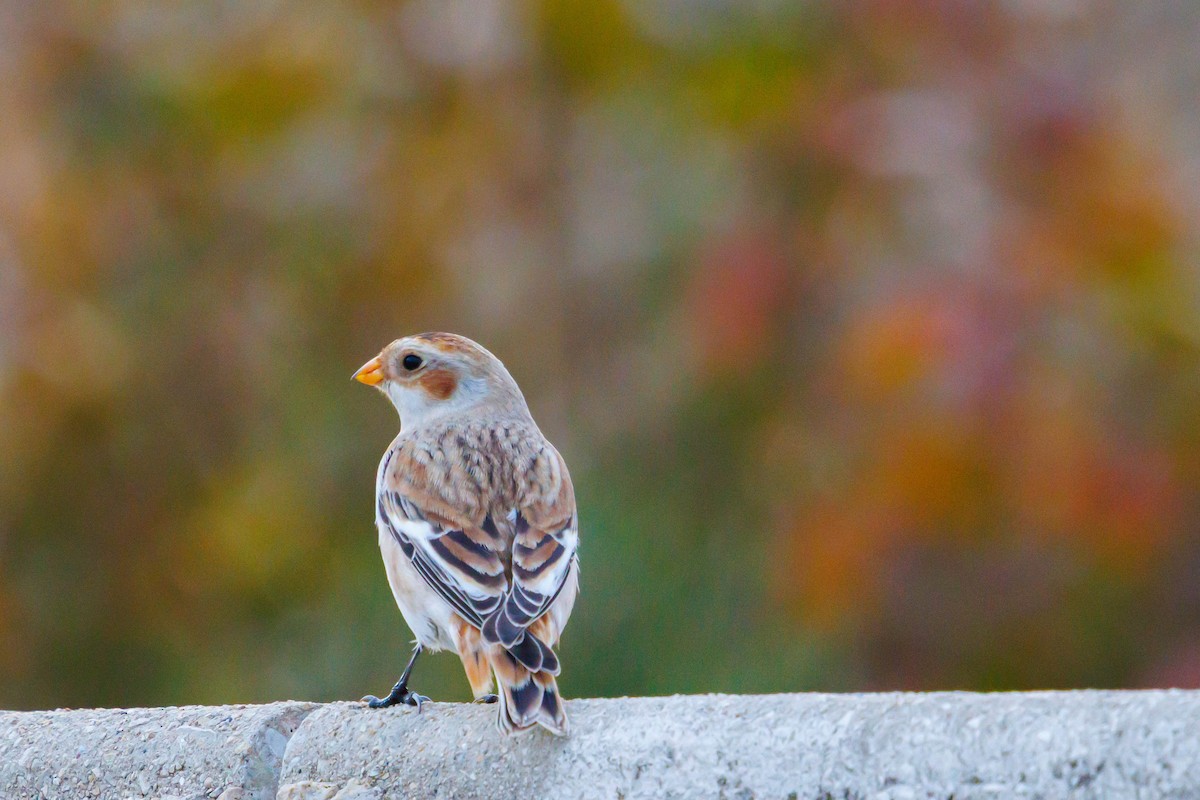 Цасч хөмрөг - ML644622118