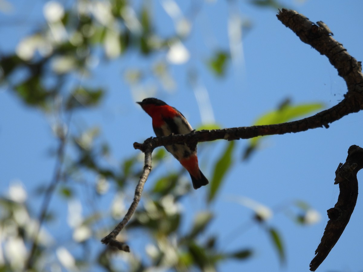 Mistletoebird - ML644622119