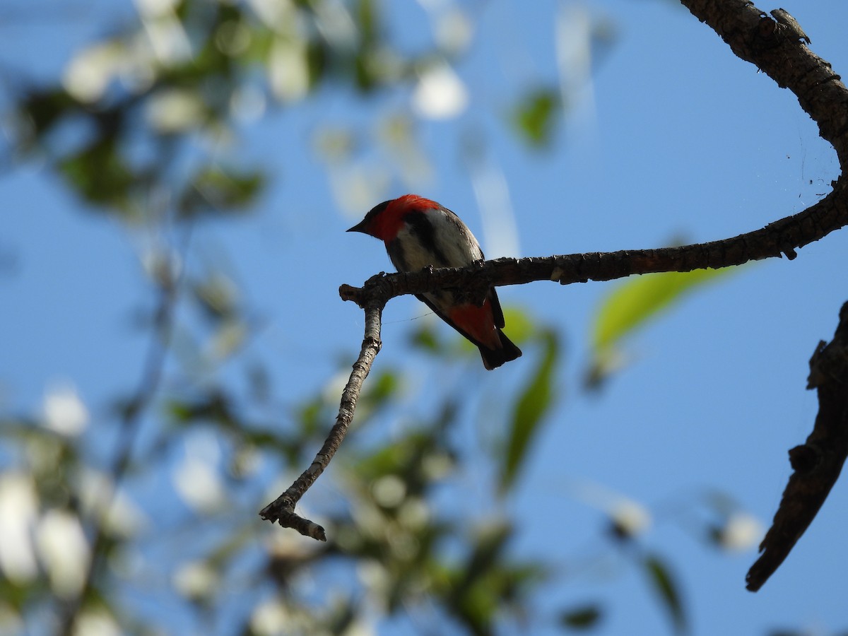 Mistletoebird - ML644622120