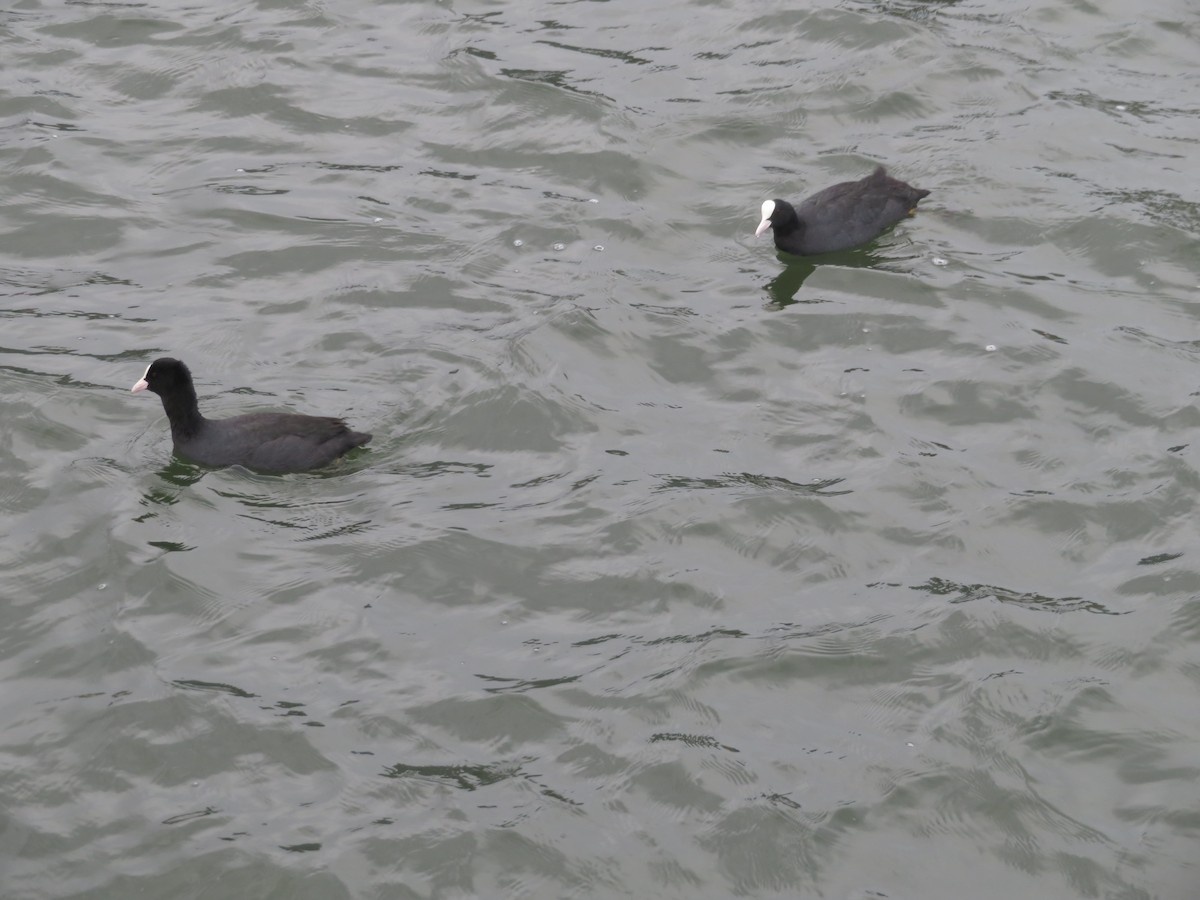 Халзан түнжүүр - ML644622121