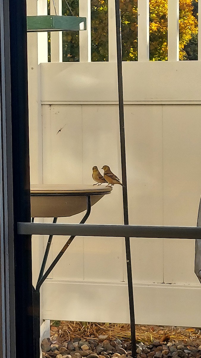 American Goldfinch - ML644622124