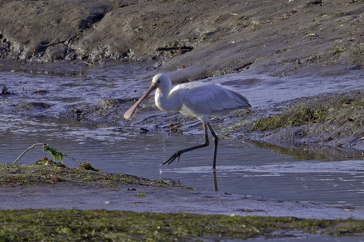Халбаган хошуут - ML644622125