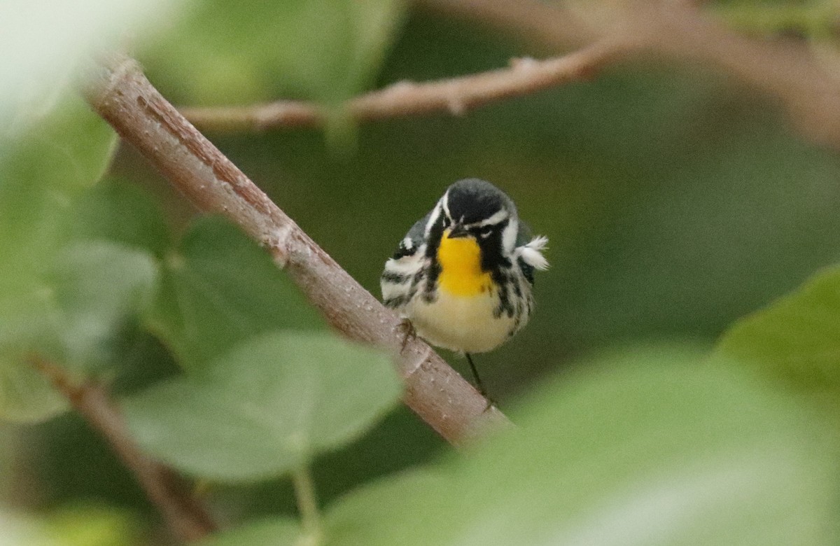 Yellow-throated Warbler - ML644622126