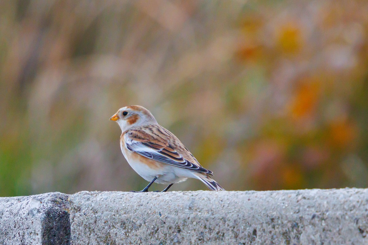 Цасч хөмрөг - ML644622128