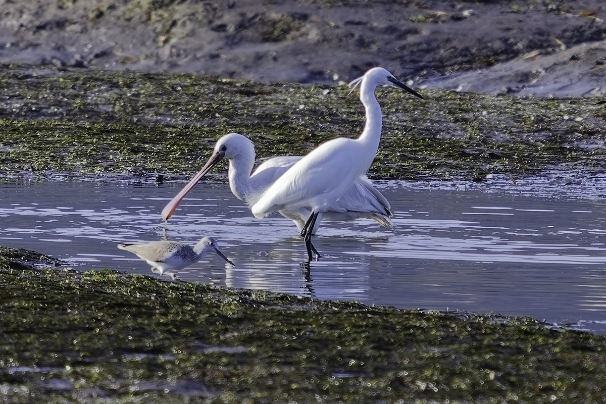 Халбаган хошуут - ML644622129