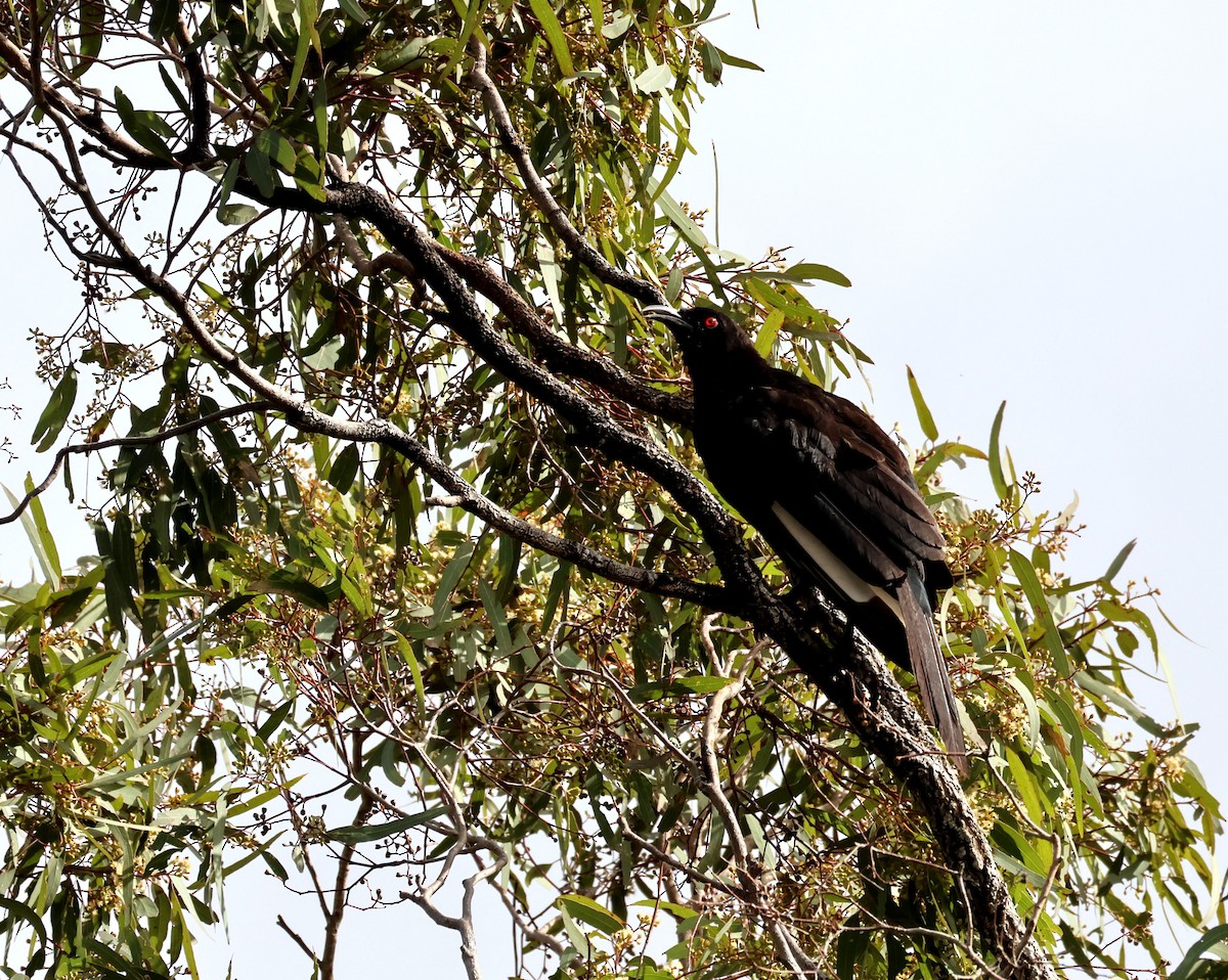 White-winged Chough - ML644622130