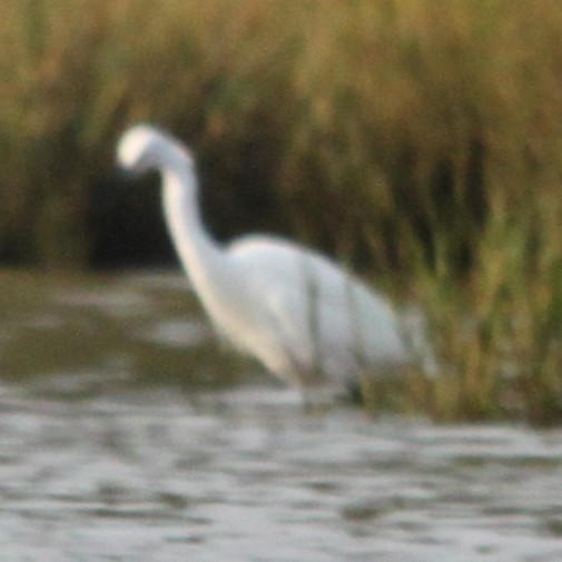 Little Egret (Western) - ML644622131