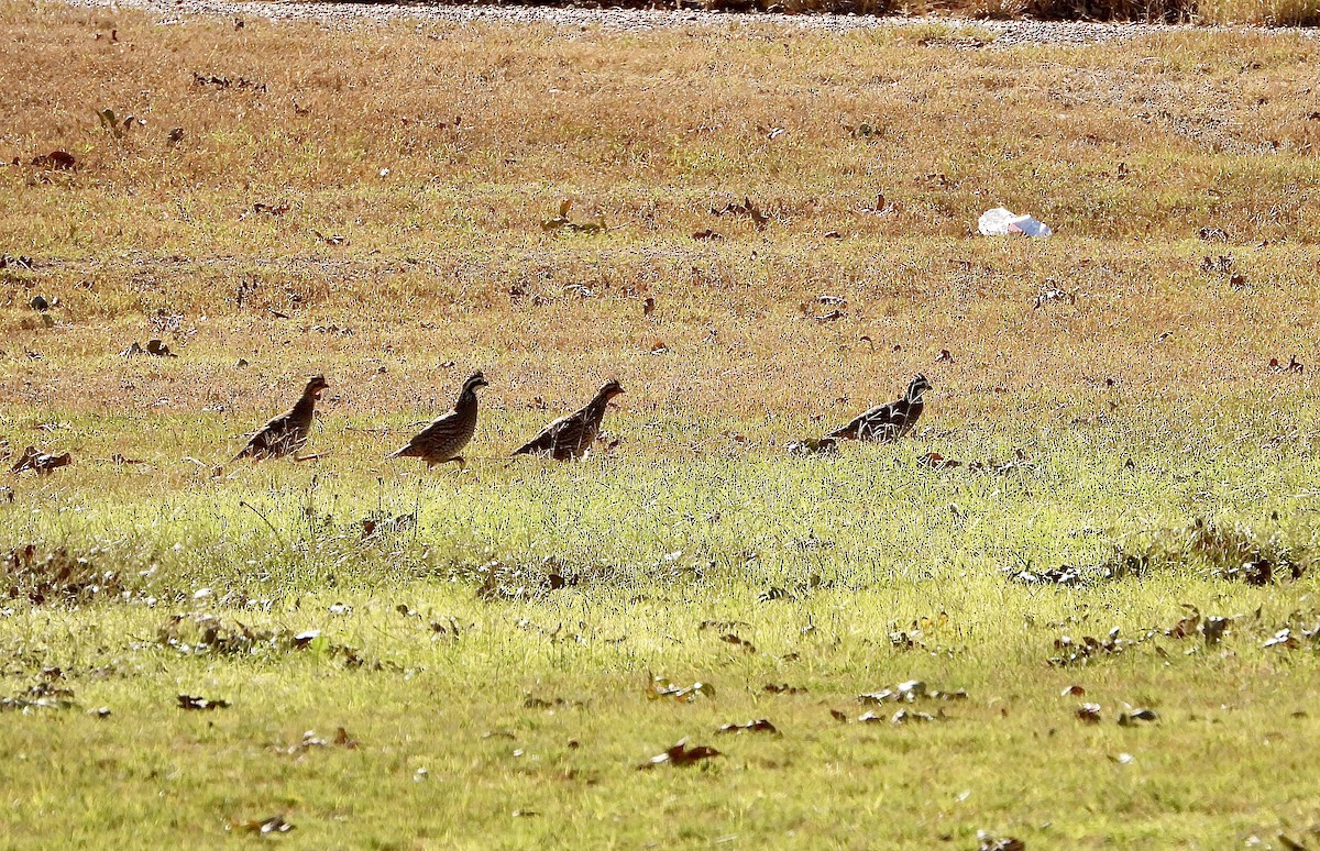 Northern Bobwhite - ML644622132