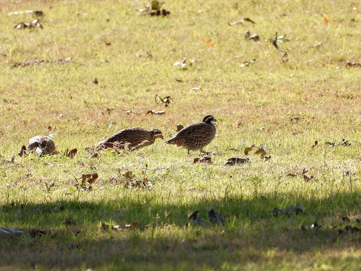 Northern Bobwhite - ML644622133