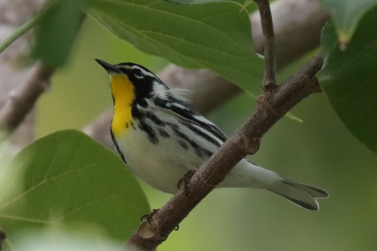 Yellow-throated Warbler - ML644622139