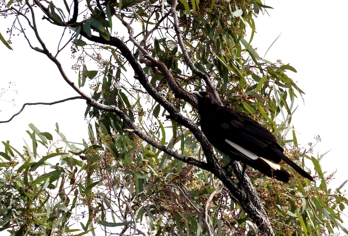 White-winged Chough - ML644622140