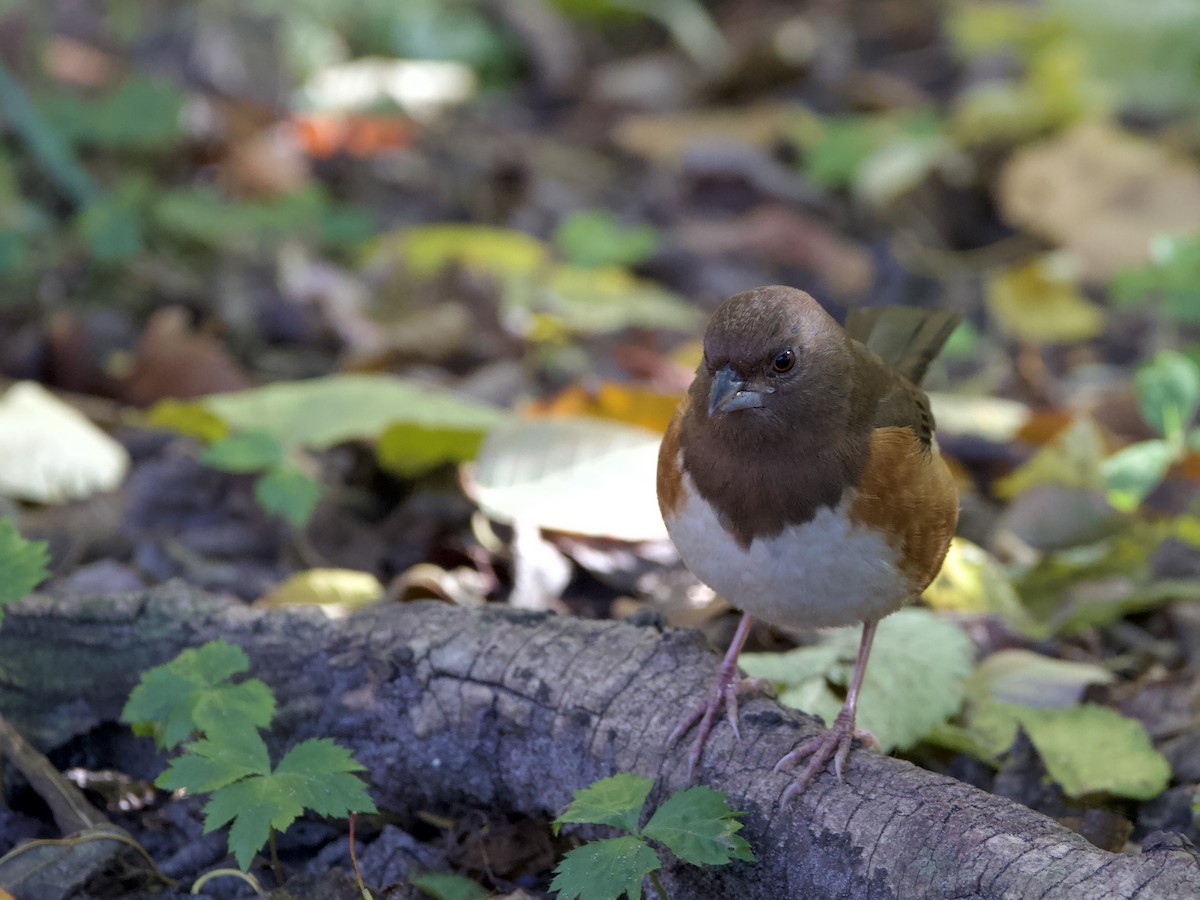 Eastern Towhee - ML644622151