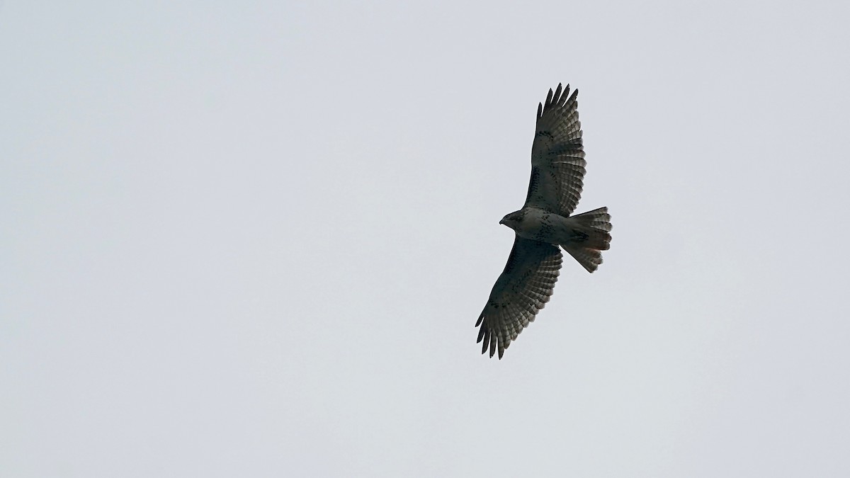 Red-tailed Hawk - ML644622152