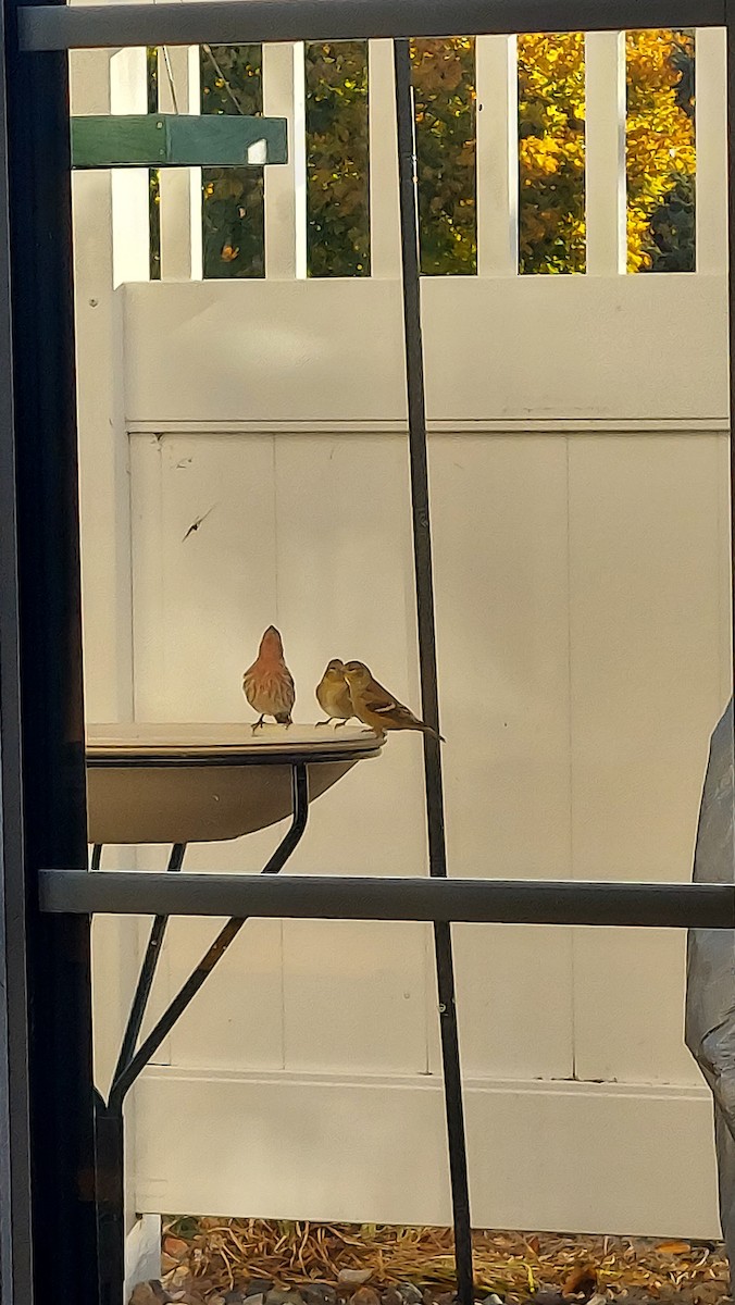 House Finch - ML644622153