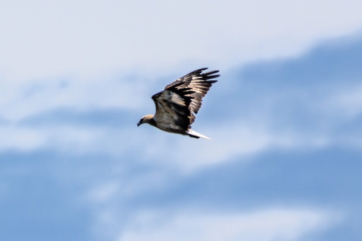 White-bellied Sea-Eagle - ML644622155