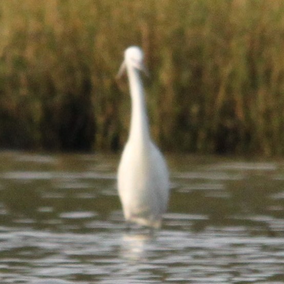 Little Egret (Western) - ML644622156