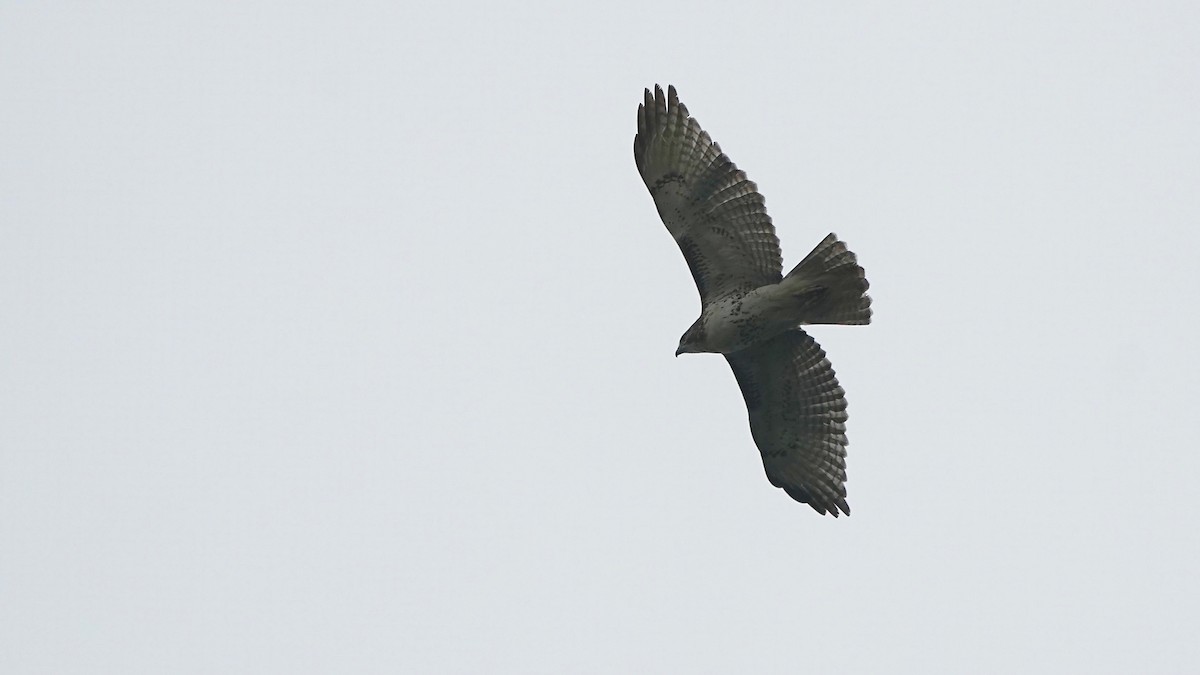 Red-tailed Hawk - ML644622157