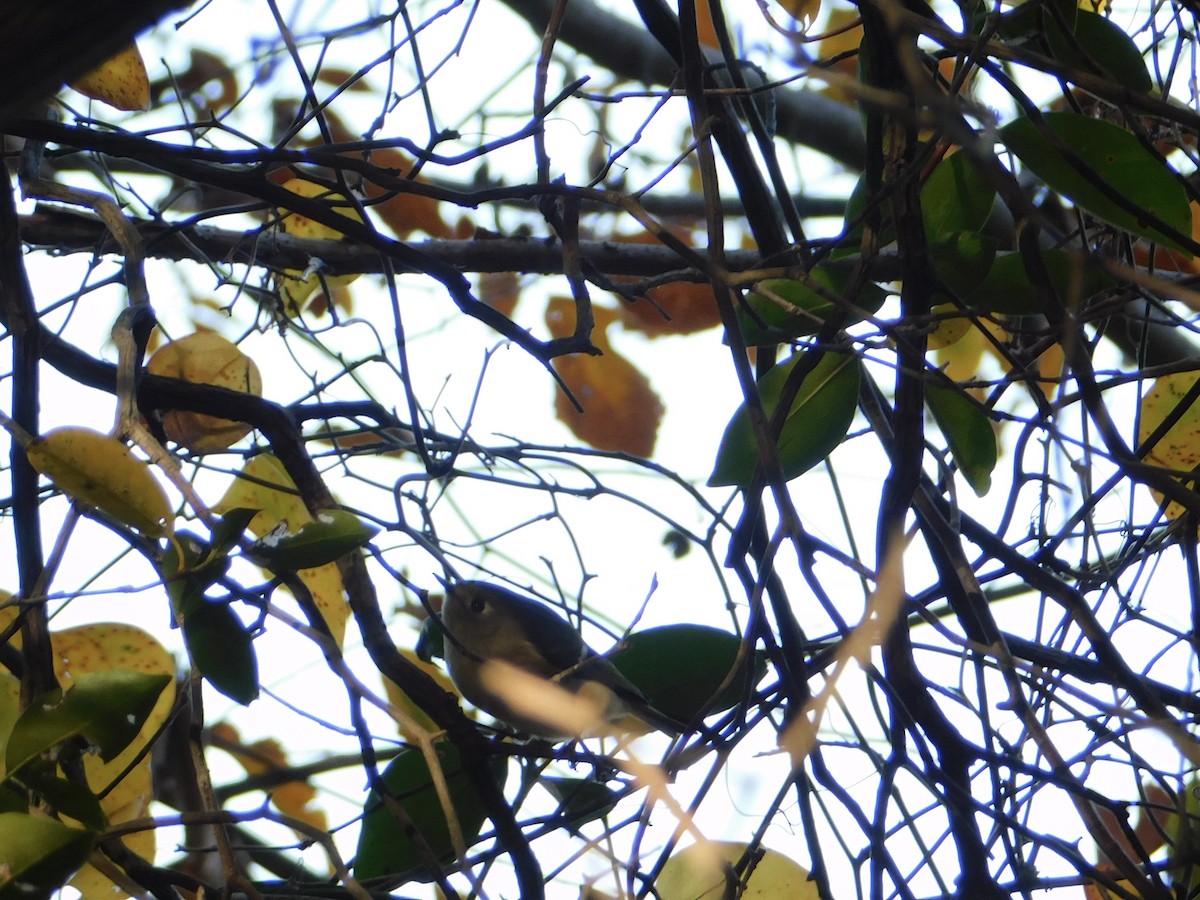 králíček americký - ML644622158