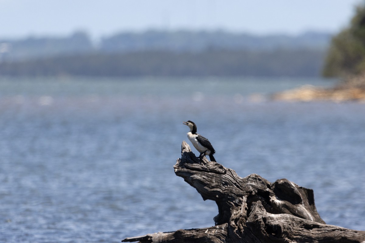 Little Pied Cormorant - ML644622159