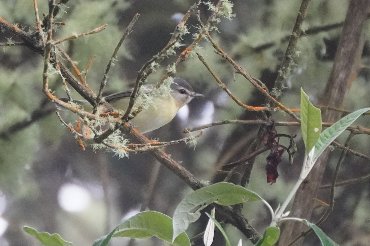 Bireo filadelfiarra - ML644622164