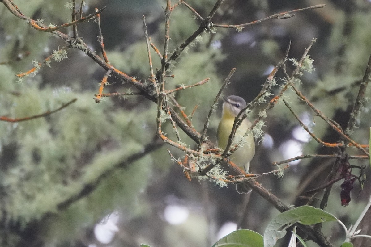 Bireo filadelfiarra - ML644622165