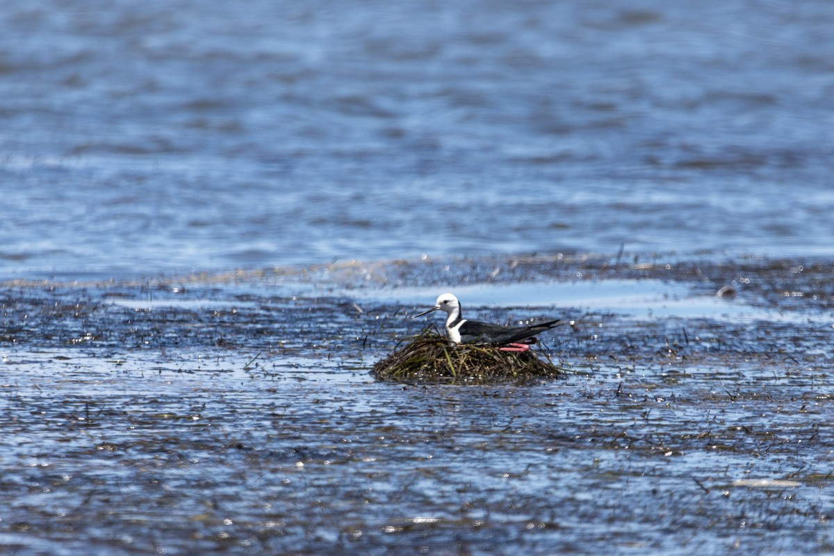 Pied Stilt - ML644622170