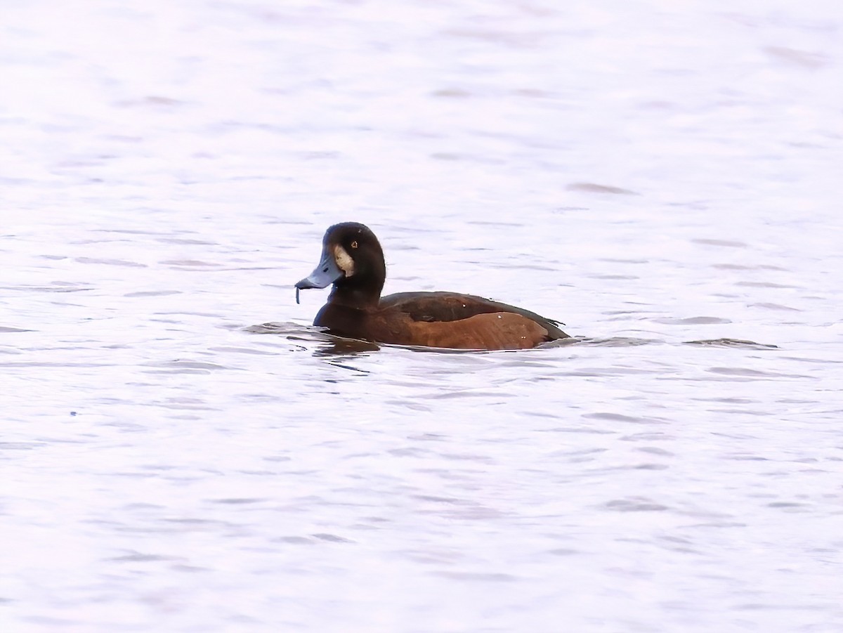 Greater Scaup - ML644622181