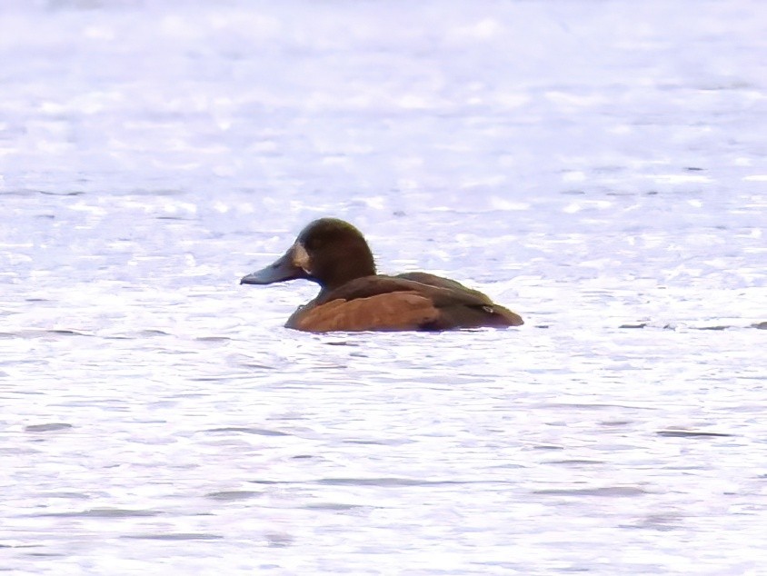 Greater Scaup - ML644622182