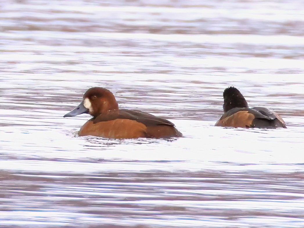 Greater Scaup - ML644622183