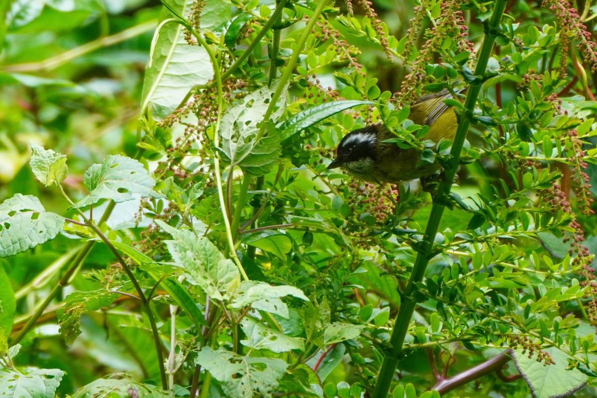 Sooty-capped Chlorospingus - ML644622184
