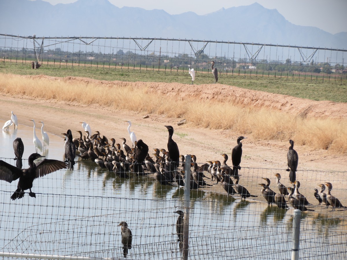 Amerika Gri Balıkçılı [herodias grubu] - ML644622192