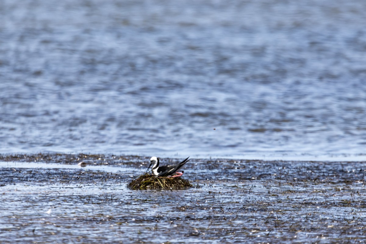 Pied Stilt - ML644622193
