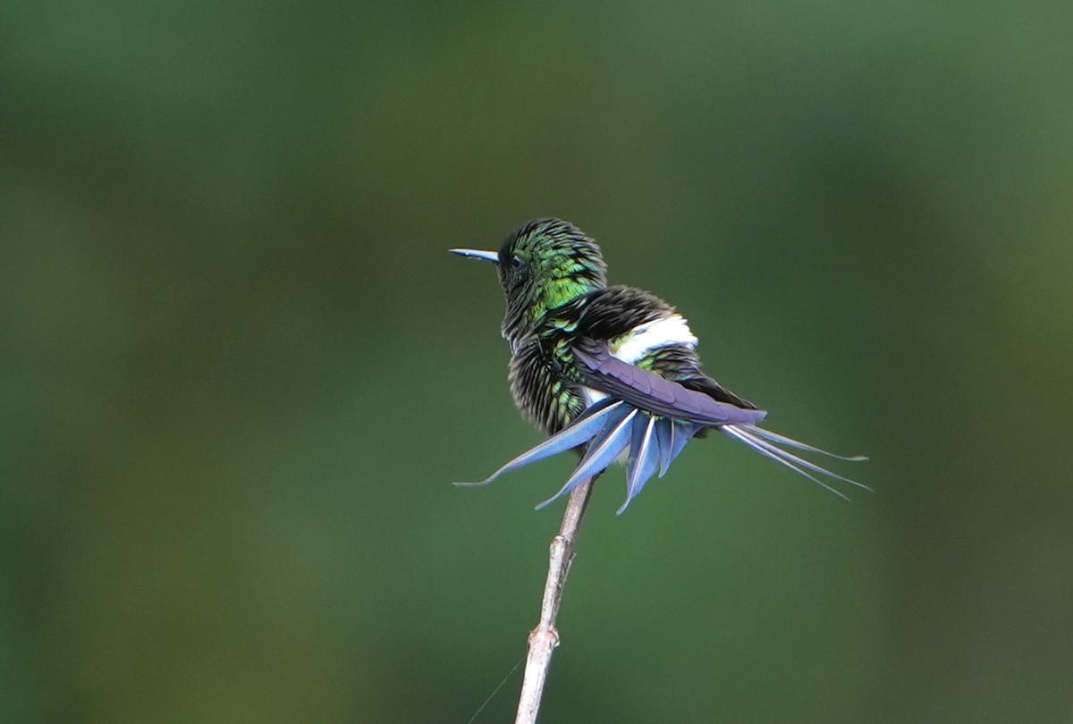 Yeşil Telkuyruk - ML644622194