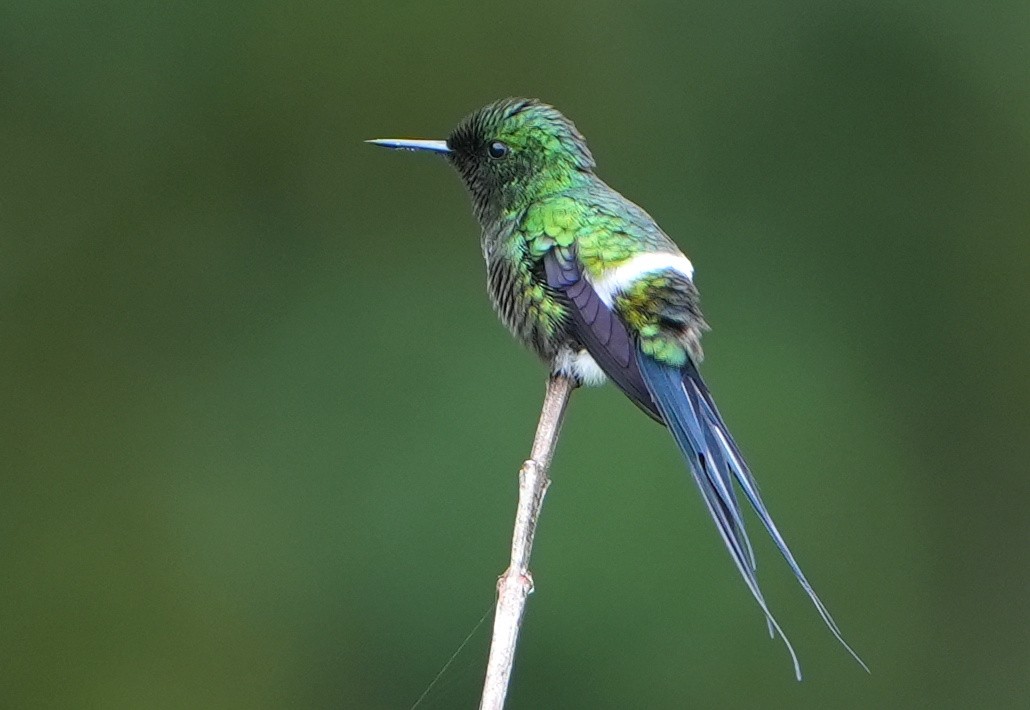 Yeşil Telkuyruk - ML644622195