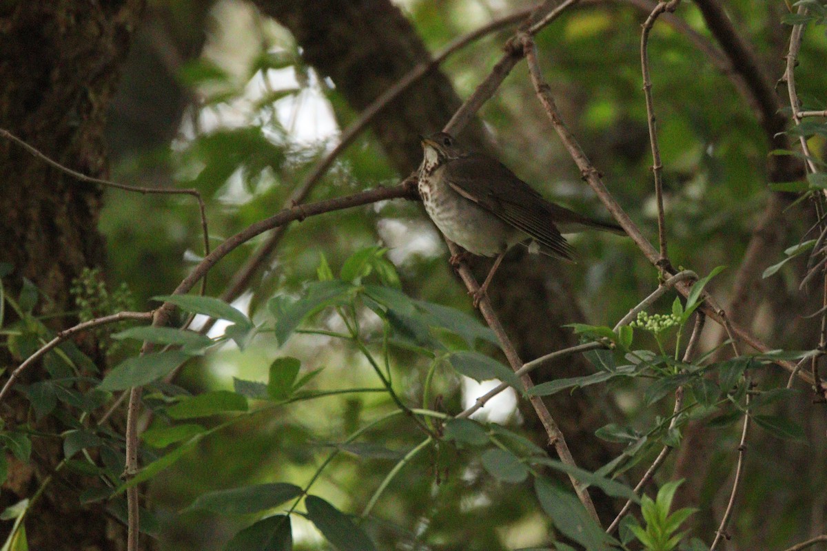 gråkinnskogtrost - ML644622201