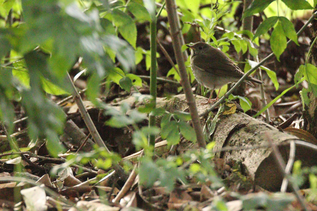 gråkinnskogtrost - ML644622202