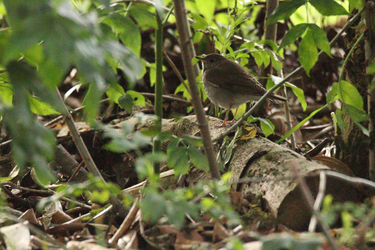 gråkinnskogtrost - ML644622203