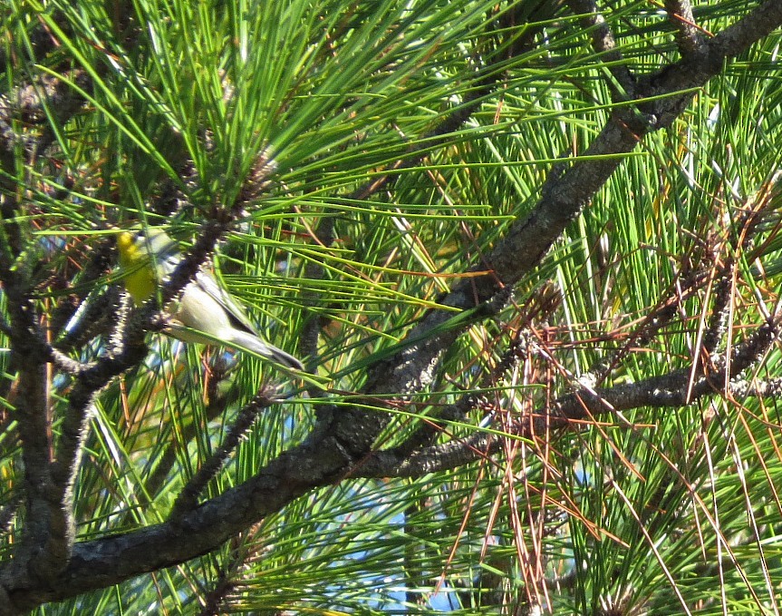 Northern Parula - ML644622204