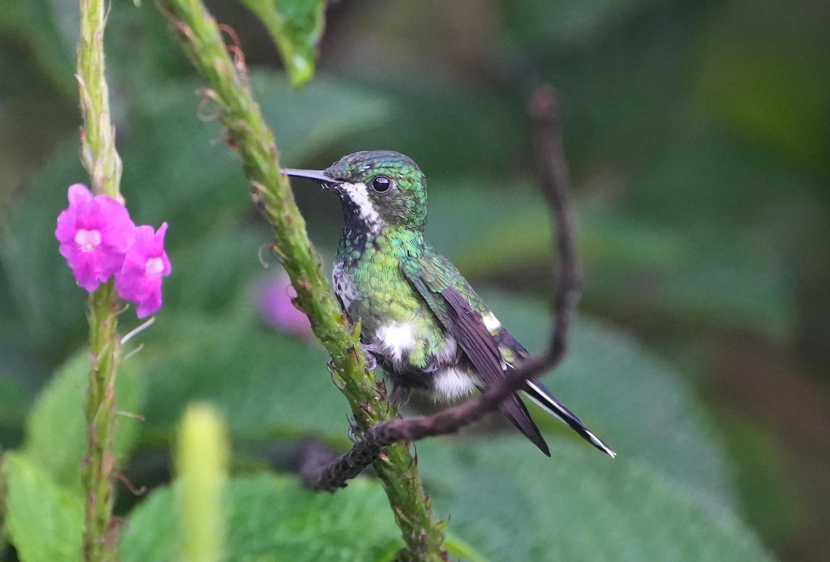 Yeşil Telkuyruk - ML644622214