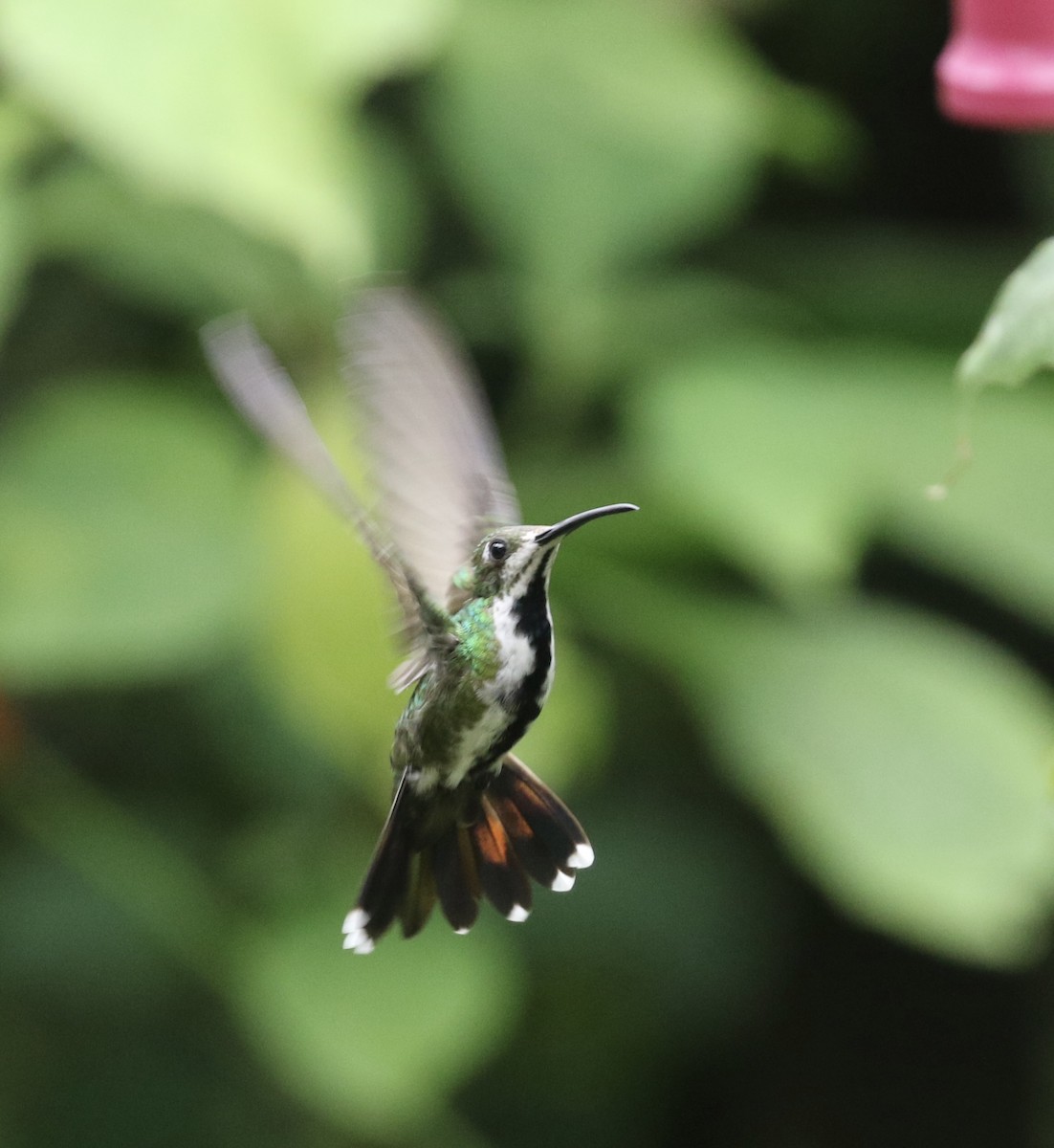 Black-throated Mango (Ecuadorian) - ML644622220