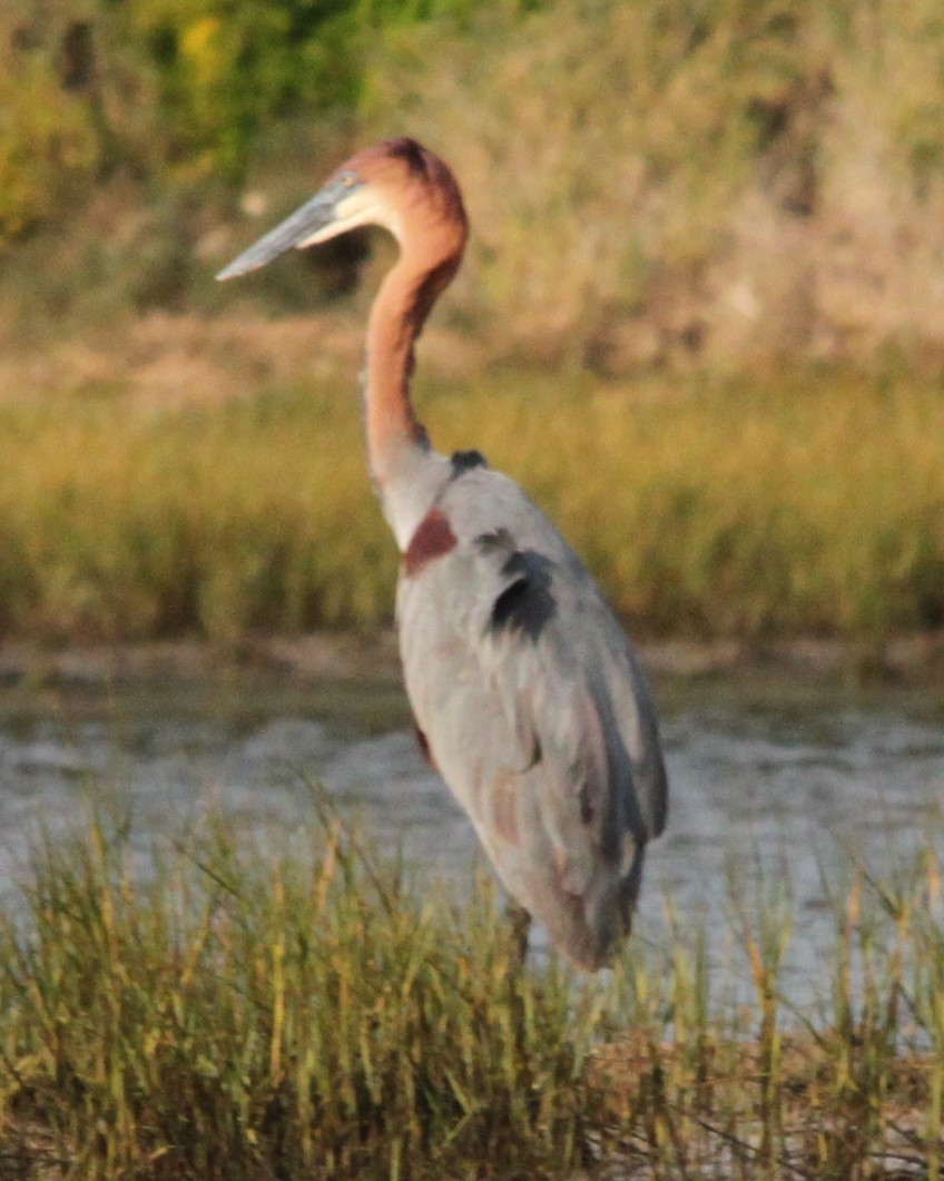 Goliath Heron - ML644622226