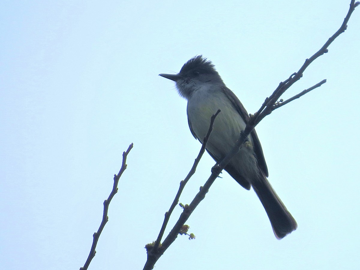 Dusky-capped Flycatcher - ML644622232